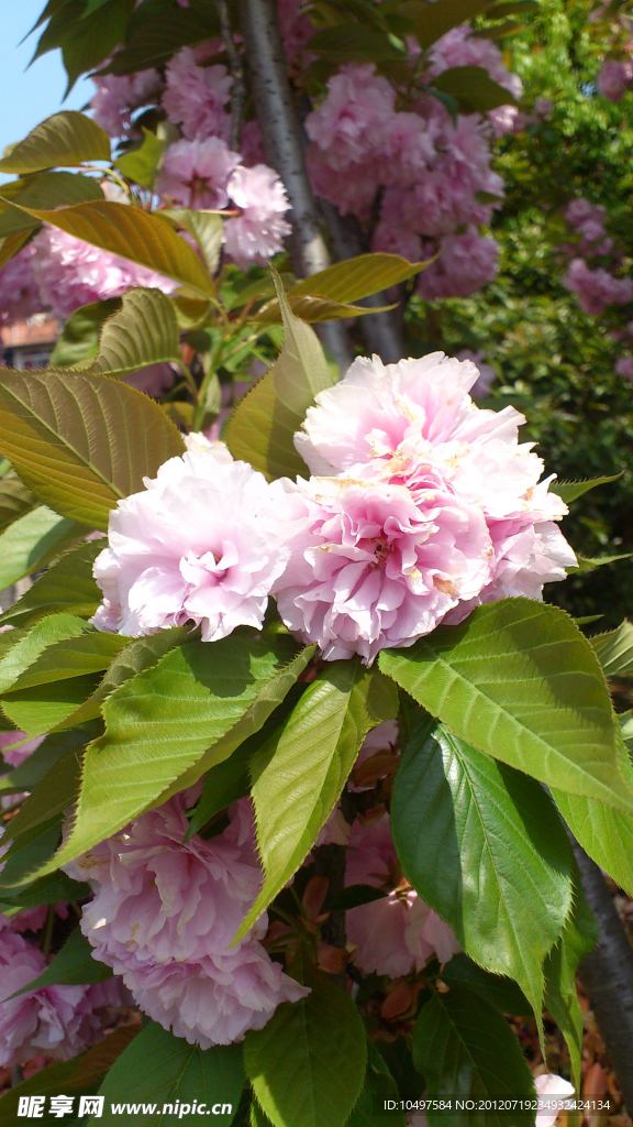樱花