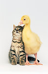 小鸭子与小猫