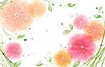 花瓣鲜花背景