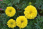 菊花花草