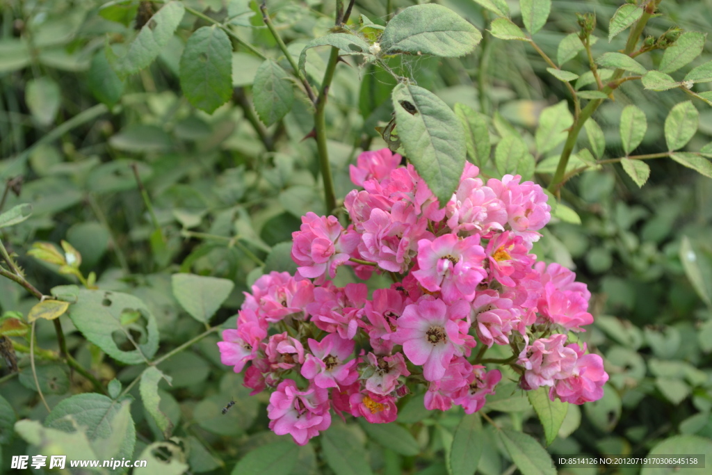 野剌苔花