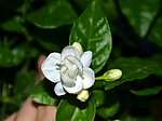 白色茉莉花