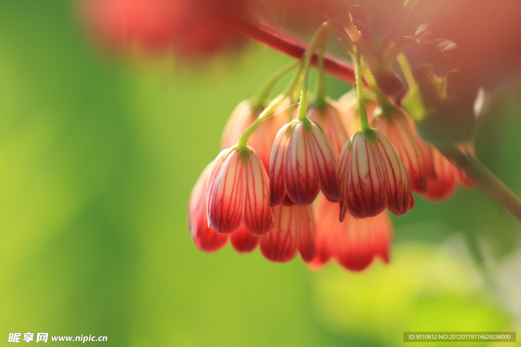 小粉花