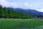 田野