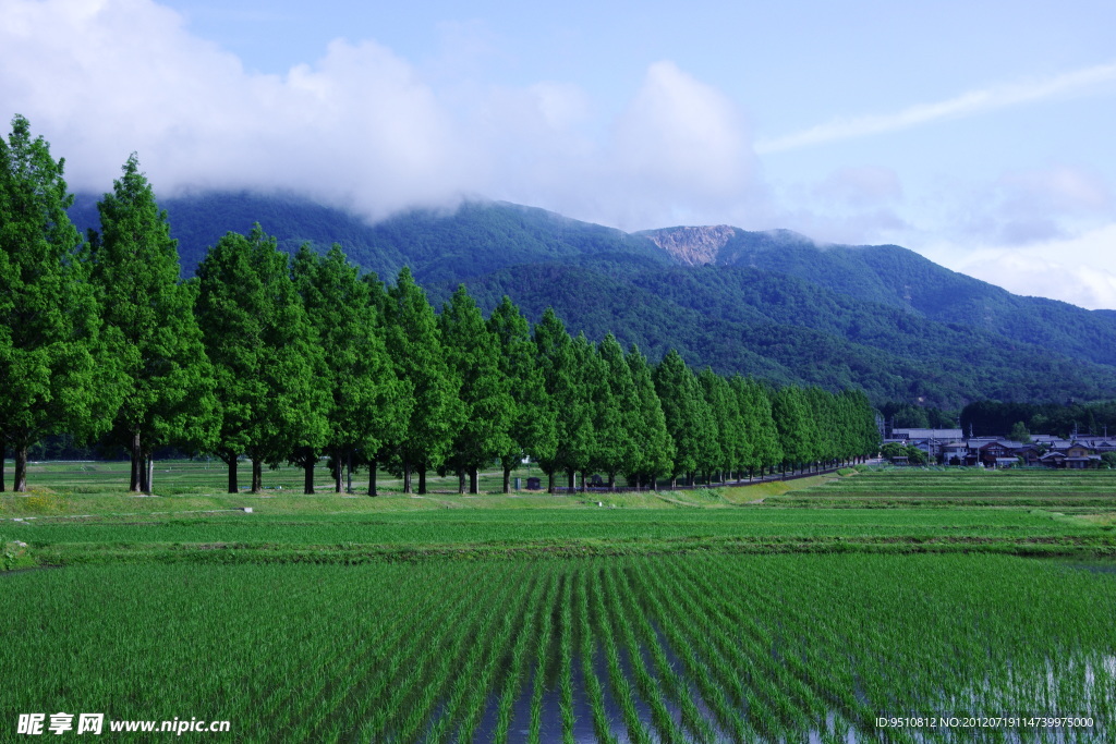 田野