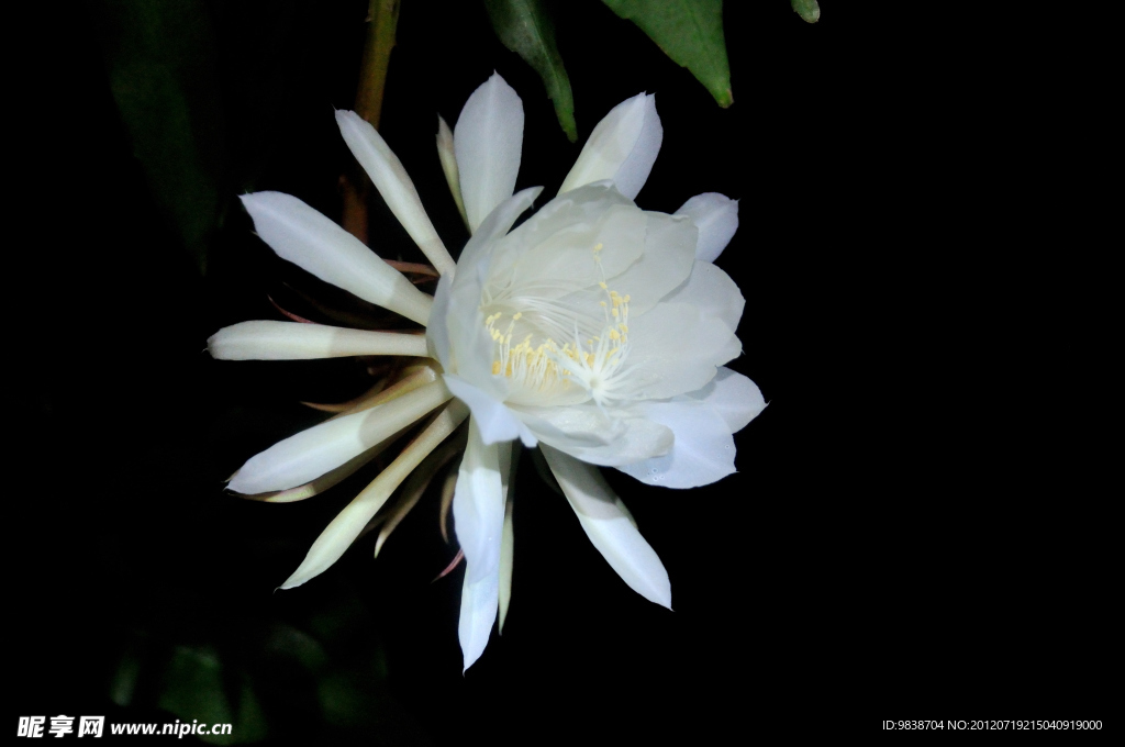 昙花