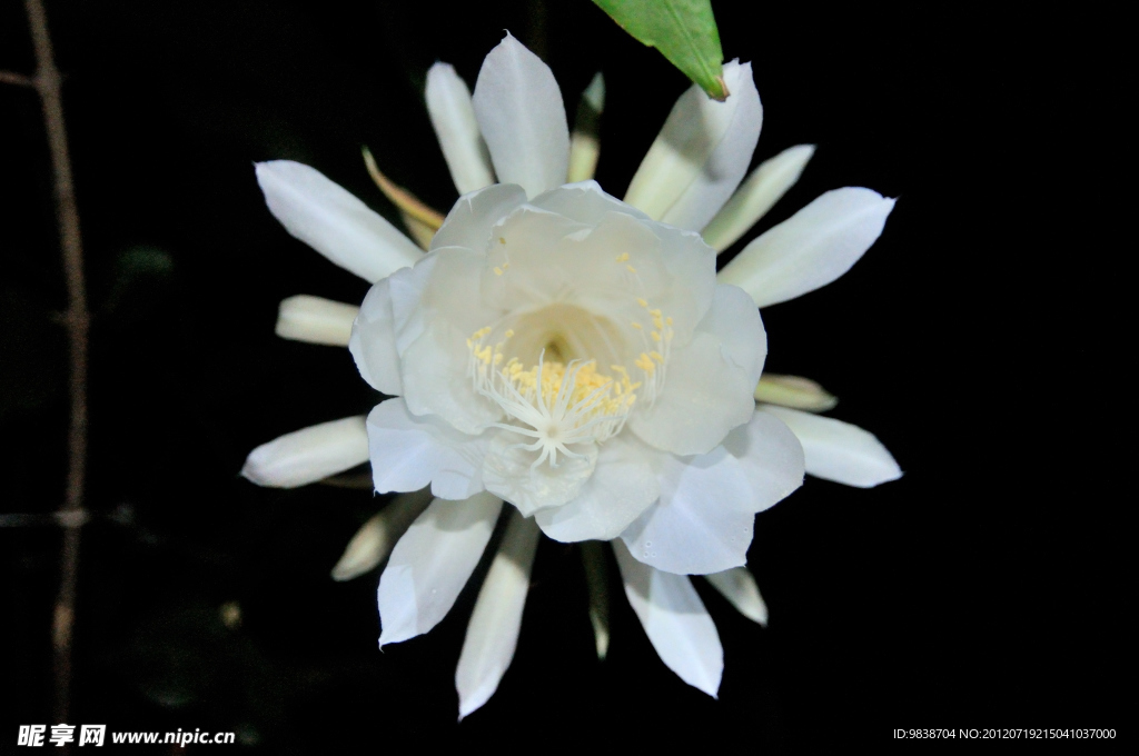 昙花