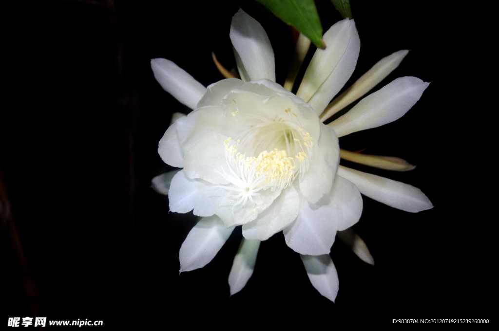 昙花