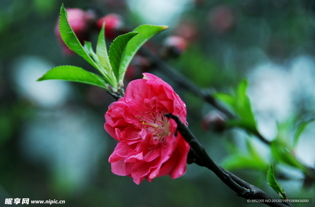桃花