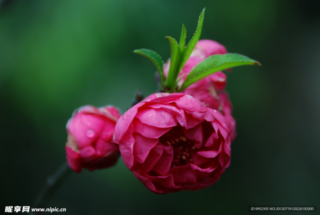 桃花
