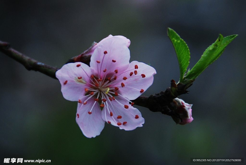 桃花