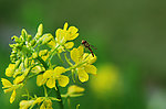 油菜花
