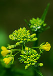 油菜花