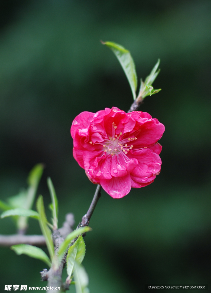 桃花