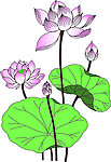 荷花