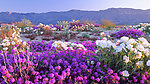 花海