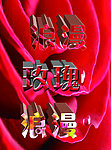 浪漫 玫瑰