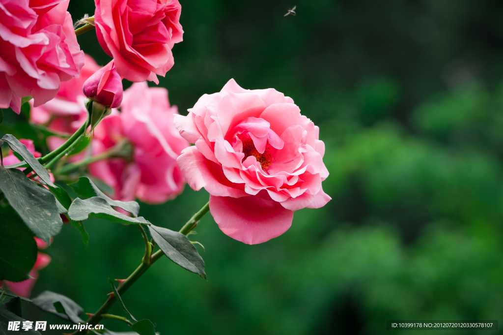 粉色月季花