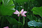 荷花绽放