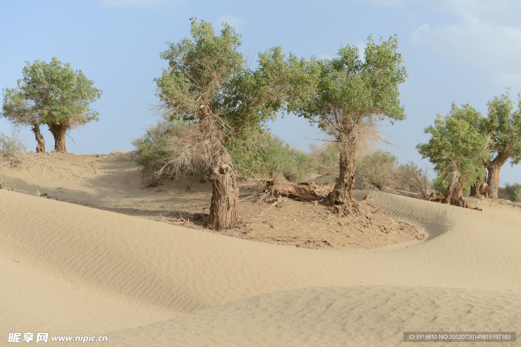 塔克拉玛干大沙漠中的树木摄影图
