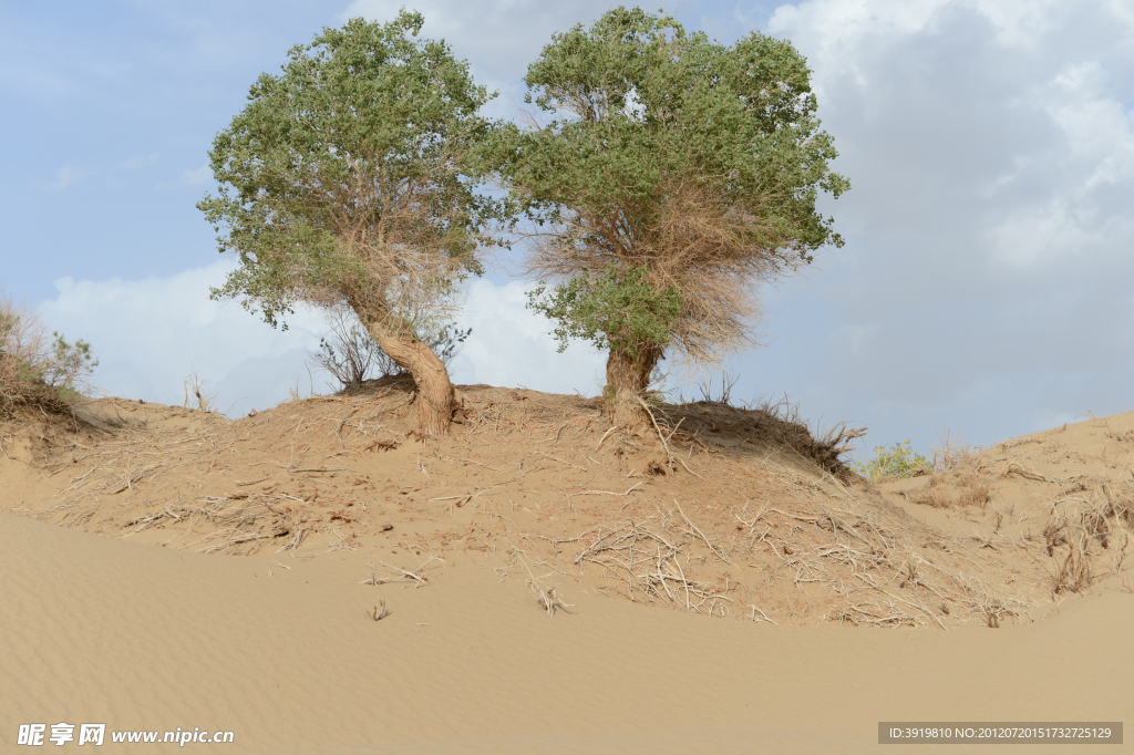 塔克拉玛干大沙漠中的树木摄影图