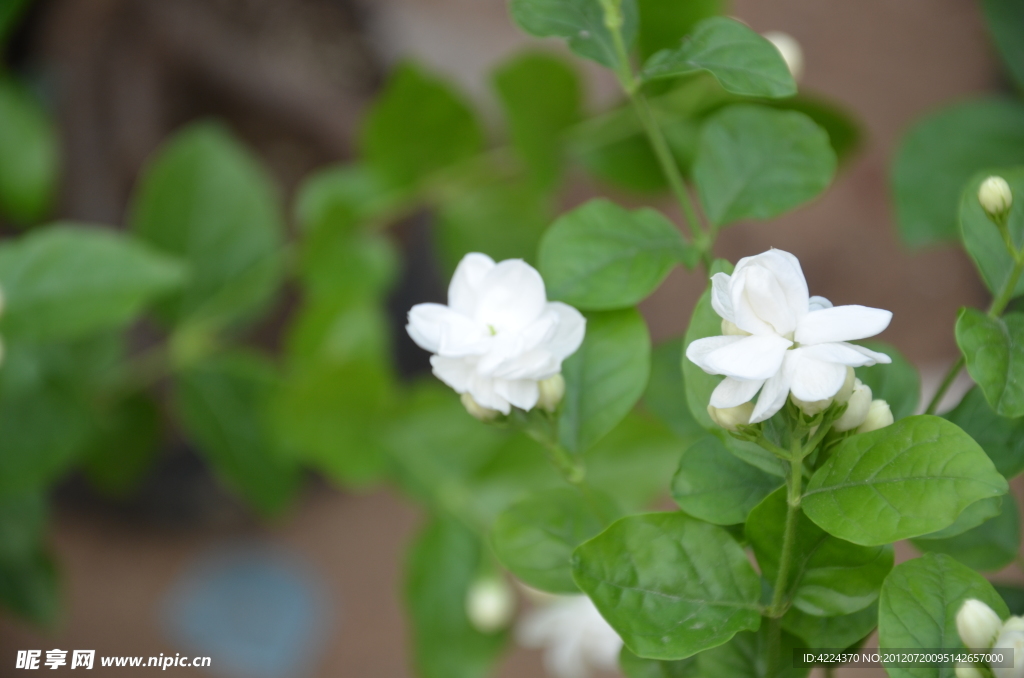 茉莉花