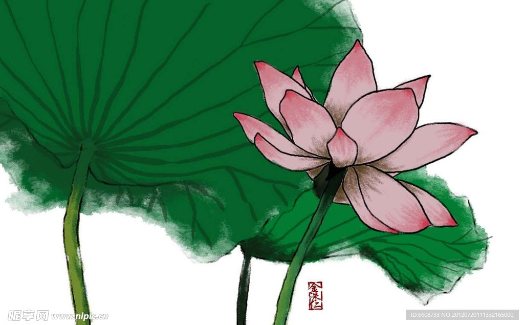 莲花睡莲