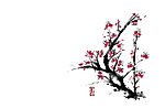 腊梅梅花国画