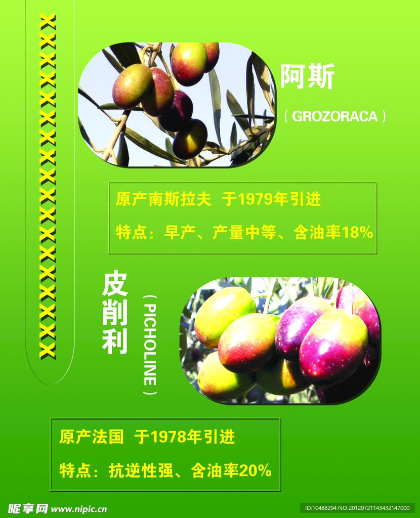 橄榄海报
