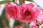 桃花溪