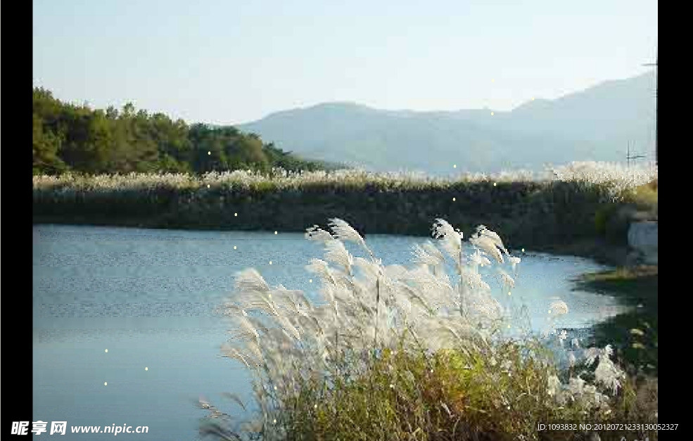 flash 韩国逼真风景动态狗尾草