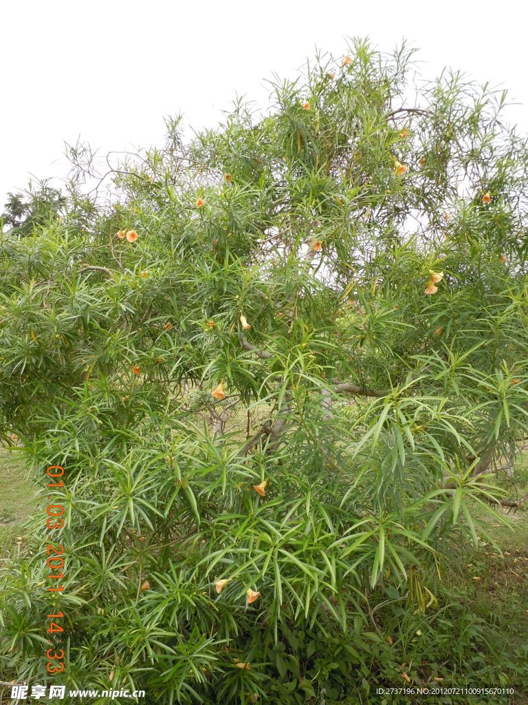 泰国 果树