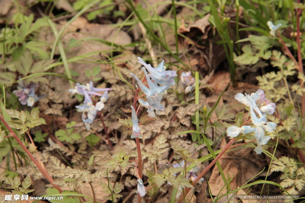 野生小紫花