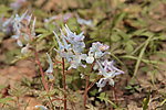 野生小紫花