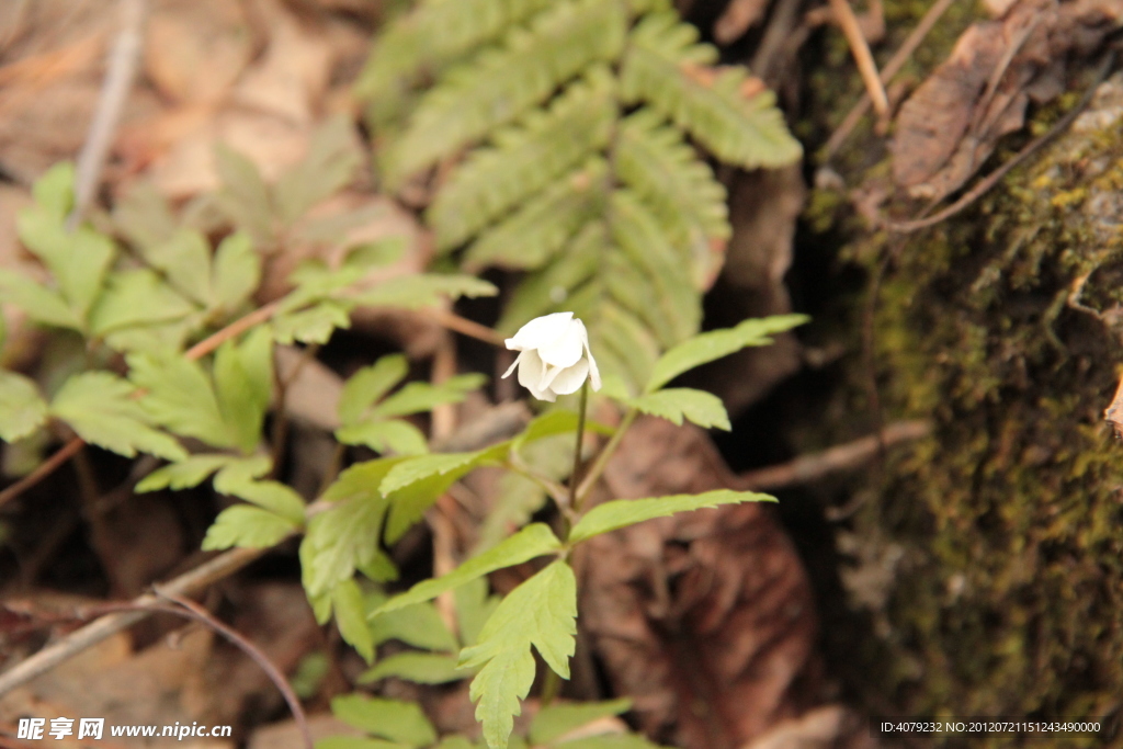 小花小草