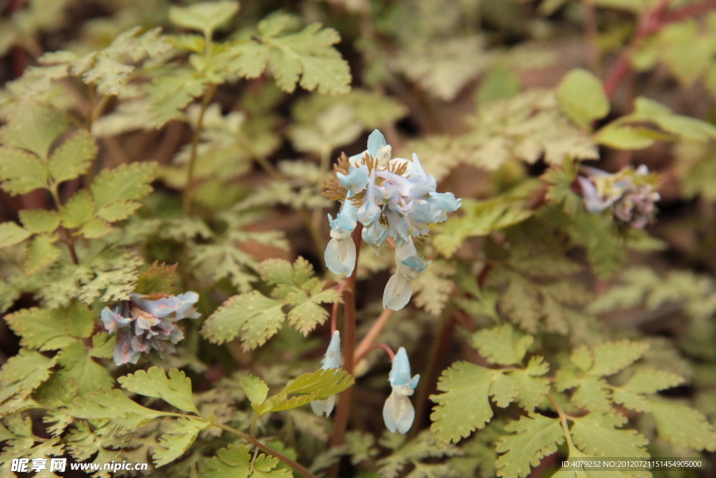 小花小草