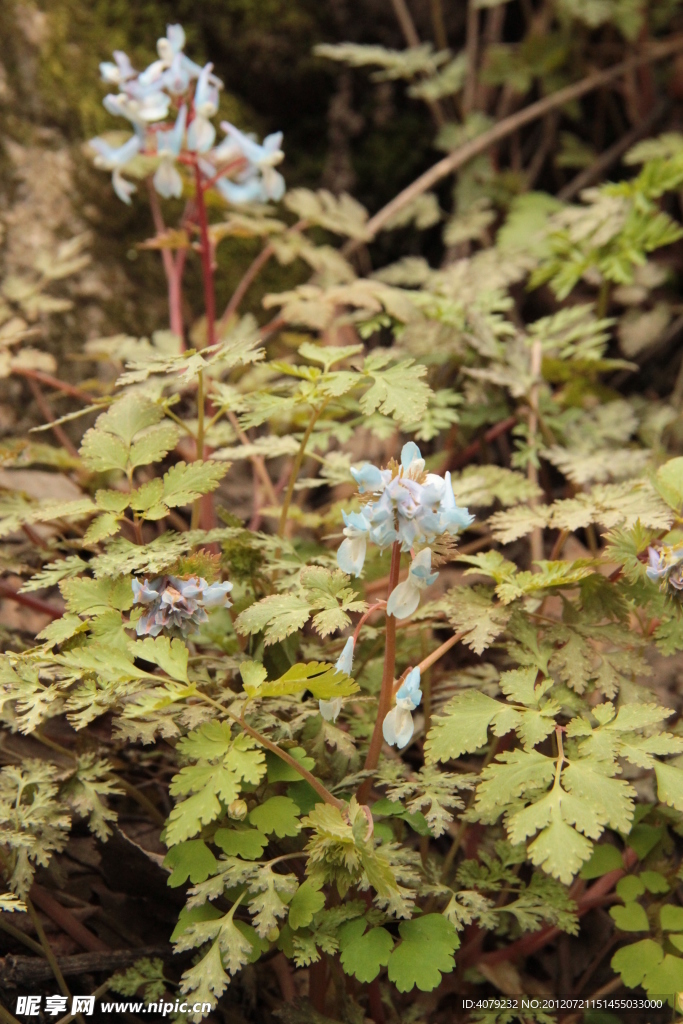 小花小草