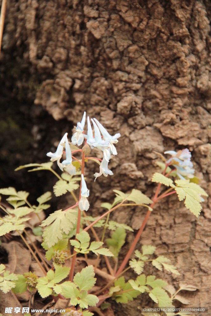 小花小草