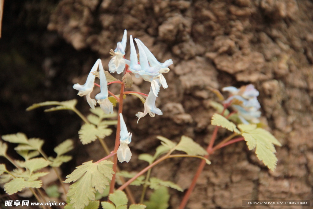 小花小草