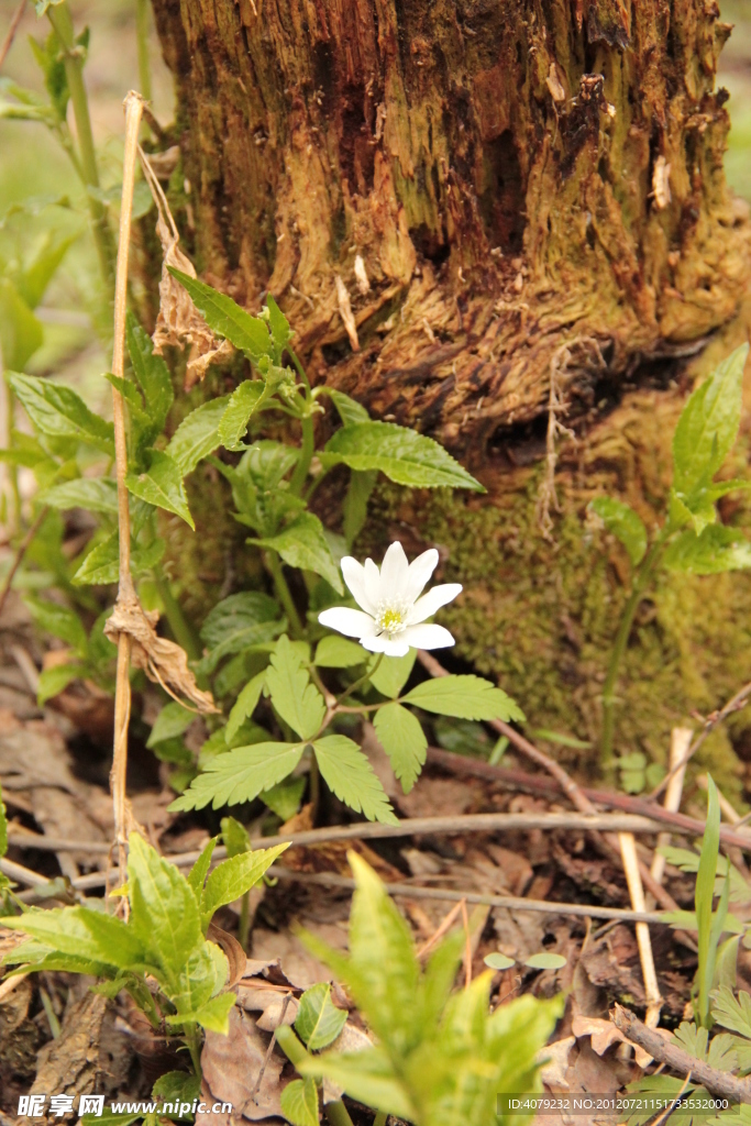 小花小草