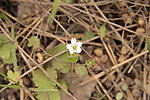 小花小草