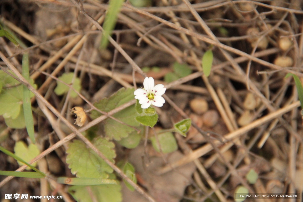 小花小草