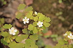 小花小草