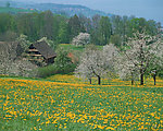 蓝天远山黄花田野