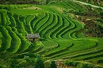绿色梯田