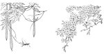 花卉白描