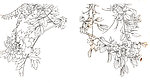 花卉白描