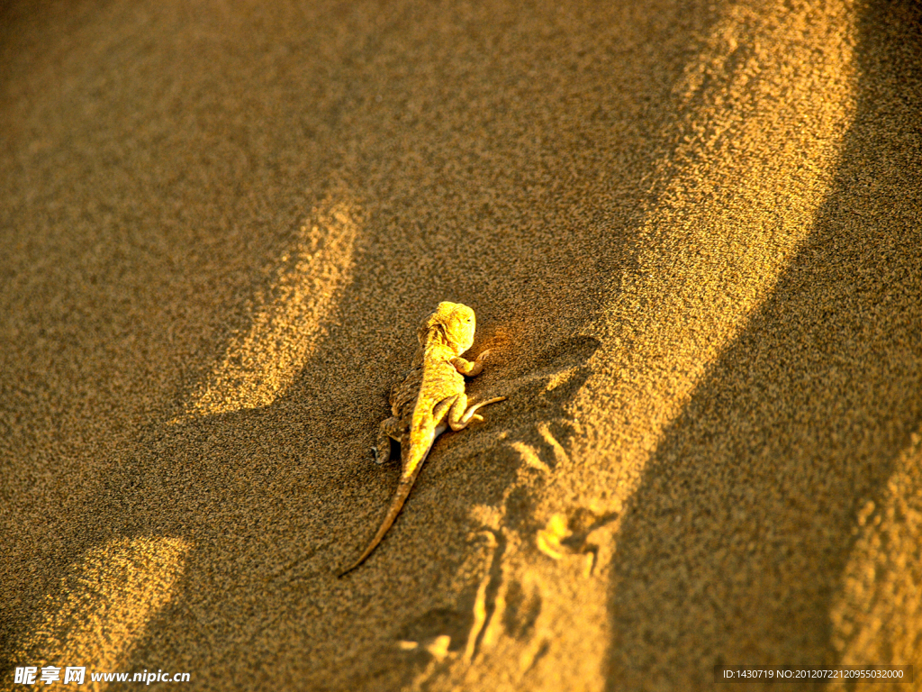 沙漠中顽强的动物 蜥蜴