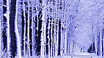 冬日雪树