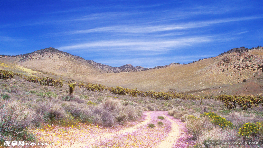 高山小路
